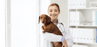 From Equine to Bovine: The Range of Services at A Full Service Vet Clinic for Large Animals From Equine to Bovine: The Range of Services at A Full Service Vet Clinic for Large Animals