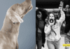 The Evolution of Animal Rights: South Korea's Journey Towards Banning Dog Meat