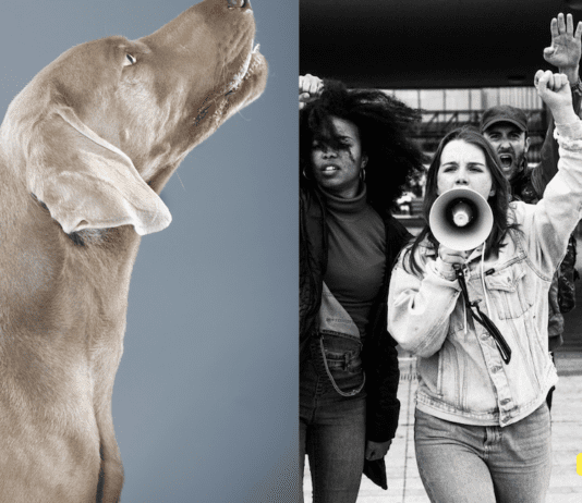 The Evolution of Animal Rights: South Korea’s Journey Towards Banning Dog Meat The Evolution of Animal Rights: South Korea's Journey Towards Banning Dog Meat