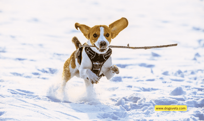 10 Tips To Keep Your Pet Safe in Winter [+ Signs of Hypothermia in Pets]