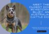 Discover the Oldest Dog Alive Today: A Canine Tale of Longevity Discover the Oldest Dog Alive Today: A Canine Tale of Longevity