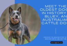 Discover the Oldest Dog Alive Today: A Canine Tale of Longevity Discover the Oldest Dog Alive Today: A Canine Tale of Longevity