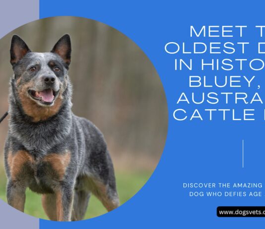 Discover the Oldest Dog Alive Today: A Canine Tale of Longevity Discover the Oldest Dog Alive Today: A Canine Tale of Longevity