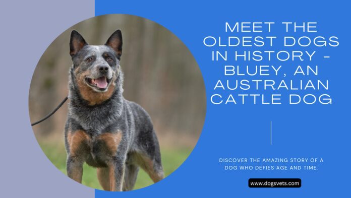 Discover the Oldest Dog Alive Today: A Canine Tale of Longevity