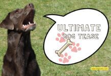 The Ultimate Dog Tease” by Talking Animals. This Viral Hit Melts Hearts! The Ultimate Dog Tease" by Talking Animals. This Viral Hit Melts Hearts!