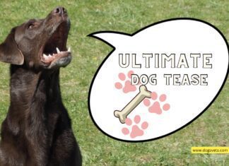 The Ultimate Dog Tease” by Talking Animals. This Viral Hit Melts Hearts! The Ultimate Dog Tease" by Talking Animals. This Viral Hit Melts Hearts!
