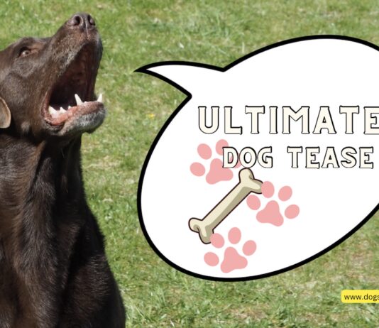 The Ultimate Dog Tease” by Talking Animals. This Viral Hit Melts Hearts! The Ultimate Dog Tease" by Talking Animals. This Viral Hit Melts Hearts!