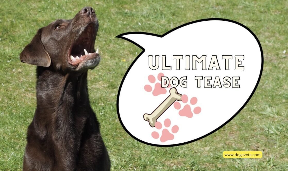 The Ultimate Dog Tease" by Talking Animals. This Viral Hit Melts Hearts!