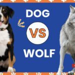 Wolf vs. Dog