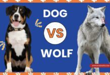 Wolf vs. Dog: Analyzing the Characteristics of Wild and Domestic Canines Wolf vs. Dog