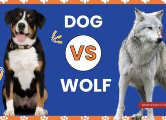 Wolf vs. Dog: Analyzing the Characteristics of Wild and Domestic Canines Wolf vs. Dog