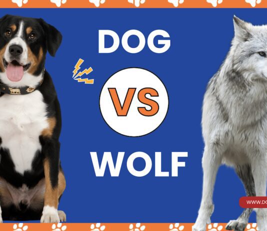 Wolf vs. Dog: Analyzing the Characteristics of Wild and Domestic Canines Wolf vs. Dog