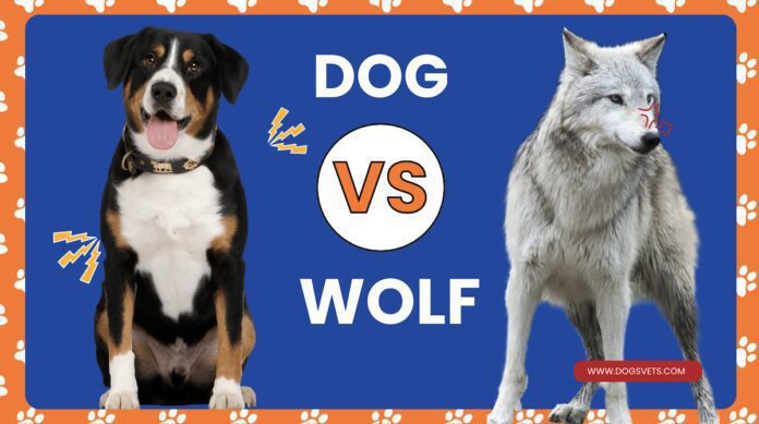Wolf vs. Dog