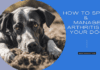 How to Spot and Manage Arthritis in Your Dog
