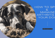 How to Spot and Manage Arthritis in Your Dog How to Spot and Manage Arthritis in Your Dog