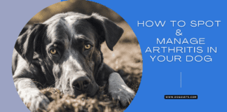 How to Spot and Manage Arthritis in Your Dog How to Spot and Manage Arthritis in Your Dog