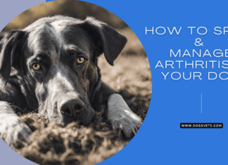 How to Spot and Manage Arthritis in Your Dog How to Spot and Manage Arthritis in Your Dog