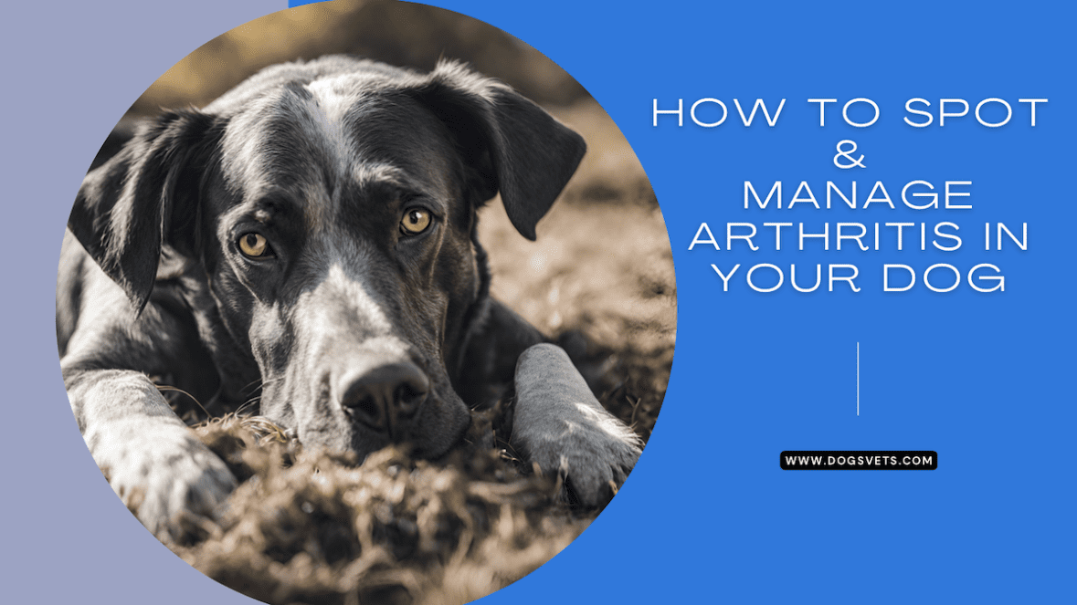How to Spot and Manage Arthritis in Your Dog