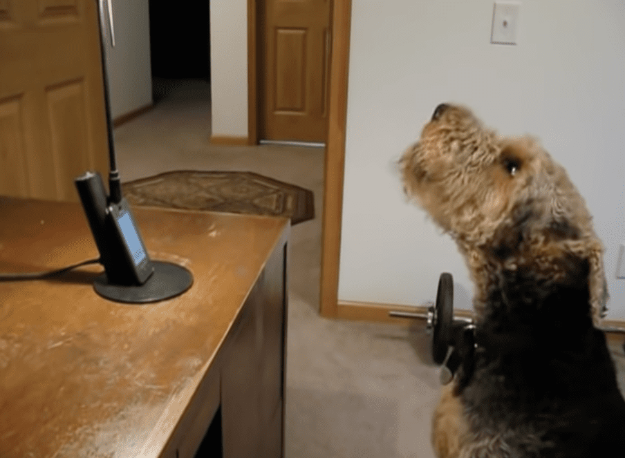 Dog's Unforgettable Phone Call with Mom