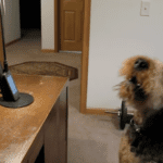 Heartwarming Reunion: A Dog’s Unforgettable Phone Call with Mom” Heartwarming Reunion: A Dog's Unforgettable Phone Call with Mom"