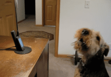 Heartwarming Reunion: A Dog’s Unforgettable Phone Call with Mom” Heartwarming Reunion: A Dog's Unforgettable Phone Call with Mom"