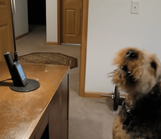 Heartwarming Reunion: A Dog’s Unforgettable Phone Call with Mom” Heartwarming Reunion: A Dog's Unforgettable Phone Call with Mom"