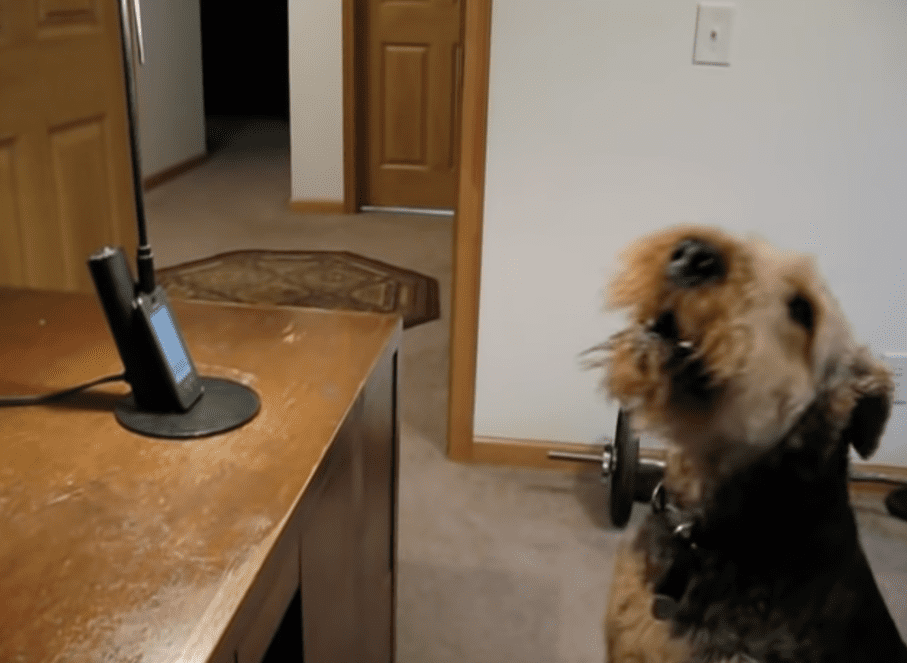 Heartwarming Reunion: A Dog's Unforgettable Phone Call with Mom"
