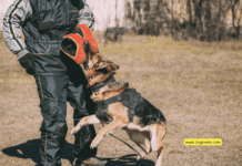 Who Is Liable For A Dog Bite In Virginia? Who Is Liable For A Dog Bite In Virginia?