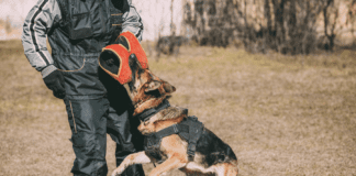 Who Is Liable For A Dog Bite In Virginia? Who Is Liable For A Dog Bite In Virginia?