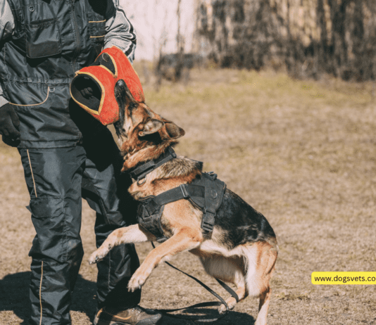 Who Is Liable For A Dog Bite In Virginia? Who Is Liable For A Dog Bite In Virginia?