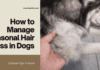 How to Manage Seasonal Hair Loss in Dogs – 5 Simple Tips To Know How to Manage Seasonal Hair Loss in Dogs - 5 Simple Tips To Know