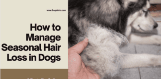 How to Manage Seasonal Hair Loss in Dogs – 5 Simple Tips To Know How to Manage Seasonal Hair Loss in Dogs - 5 Simple Tips To Know