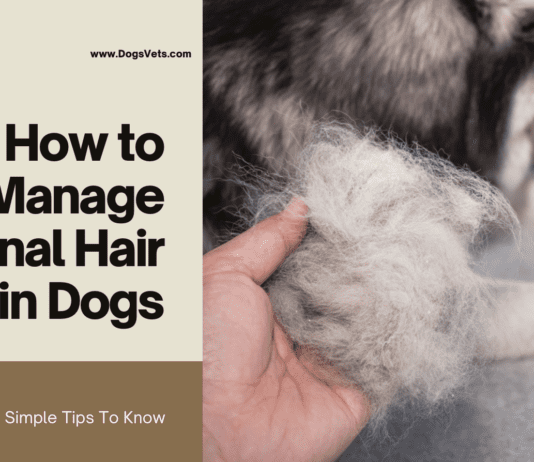 How to Manage Seasonal Hair Loss in Dogs – 5 Simple Tips To Know How to Manage Seasonal Hair Loss in Dogs - 5 Simple Tips To Know