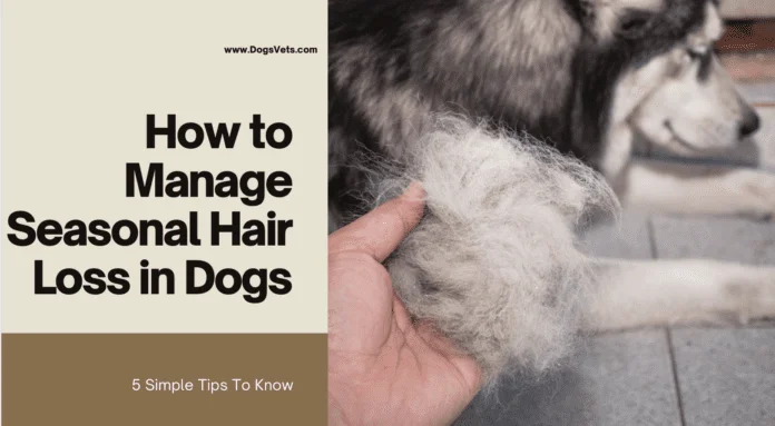 How to Manage Seasonal Hair Loss in Dogs - 5 Simple Tips To Know