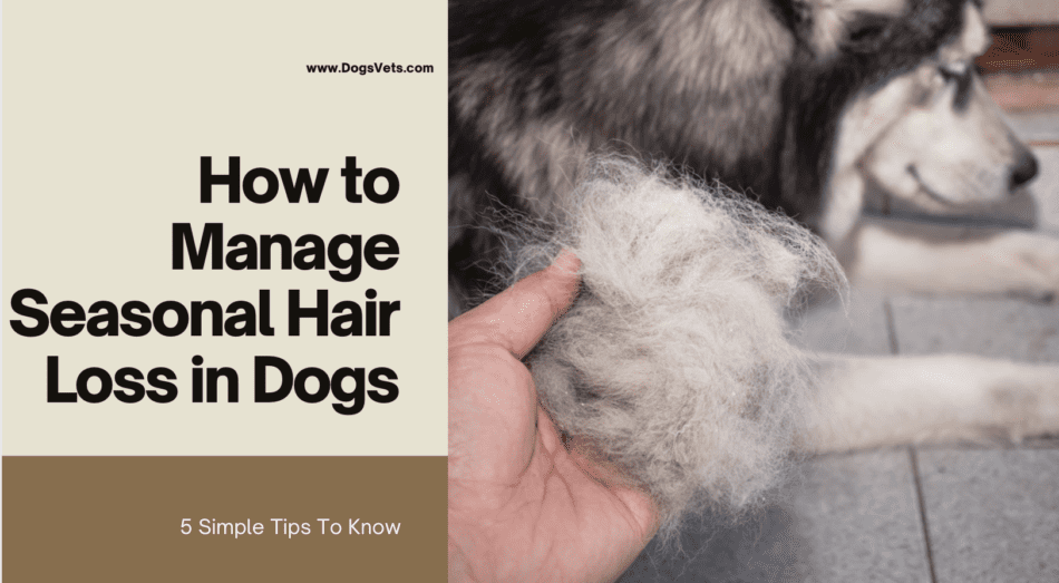 How To Manage Seasonal Hair Loss In Dogs