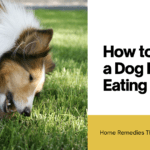 How to Stop a Dog From Eating Poop: Home Remedies That Actually Work How to Stop a Dog From Eating Poop