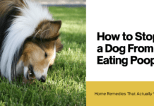 How to Stop a Dog From Eating Poop: Home Remedies That Actually Work How to Stop a Dog From Eating Poop