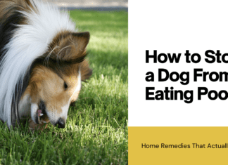 How to Stop a Dog From Eating Poop: Home Remedies That Actually Work How to Stop a Dog From Eating Poop