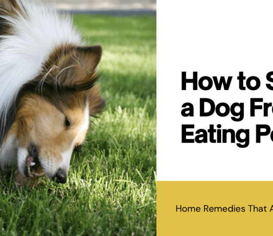 How to Stop a Dog From Eating Poop: Home Remedies That Actually Work How to Stop a Dog From Eating Poop