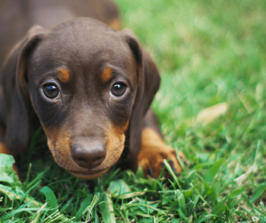 Dachshunds: Digging Deeper into Devotion (and Maybe a Couch Cushion)