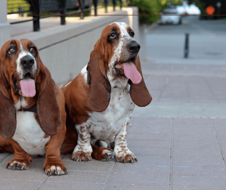 Basset Hounds: Melodious Masters of the Sniff (and Drool)