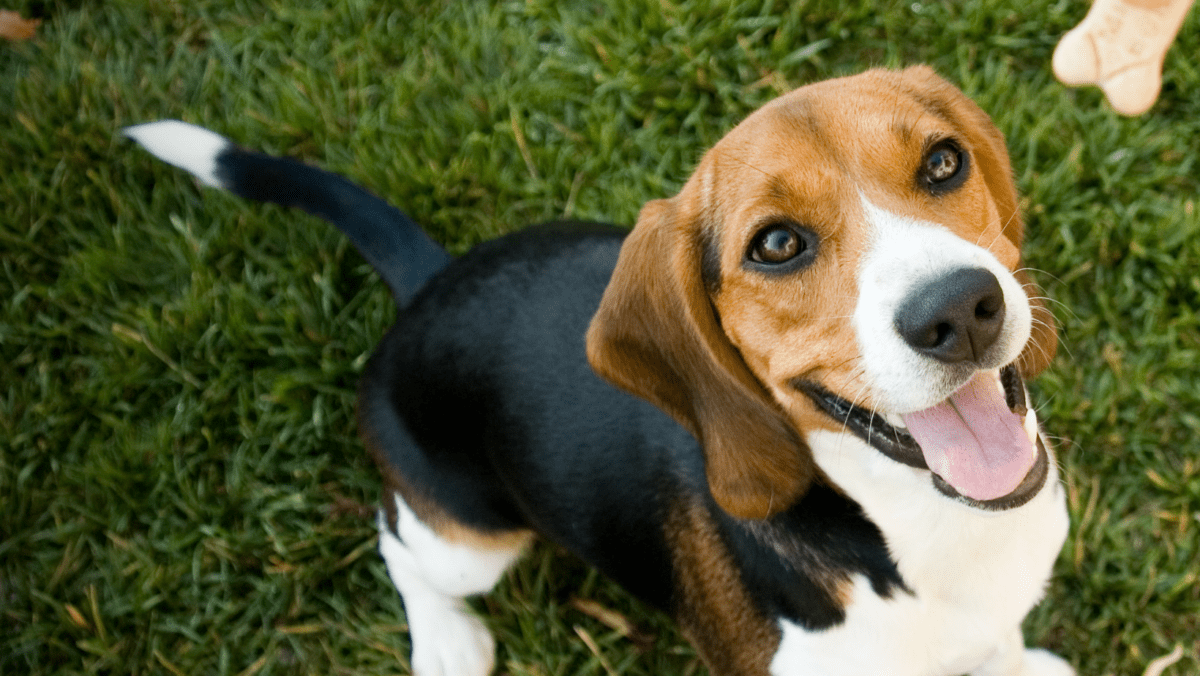  Beagles: Big Personalities in Compact Packages (and Expert Escape Artists)