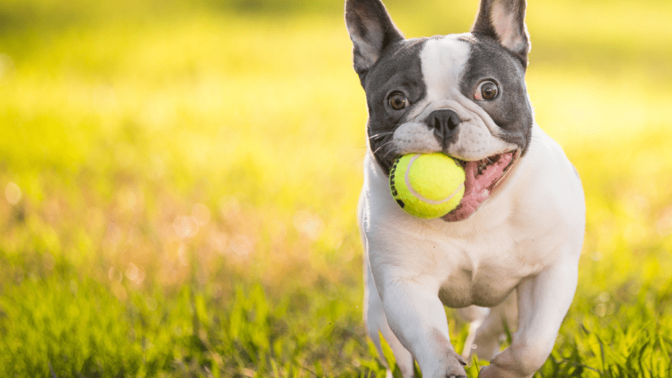 Beyond Adorable: 5 Short-Legged Dog Breeds For Every Lifestyle | 2024