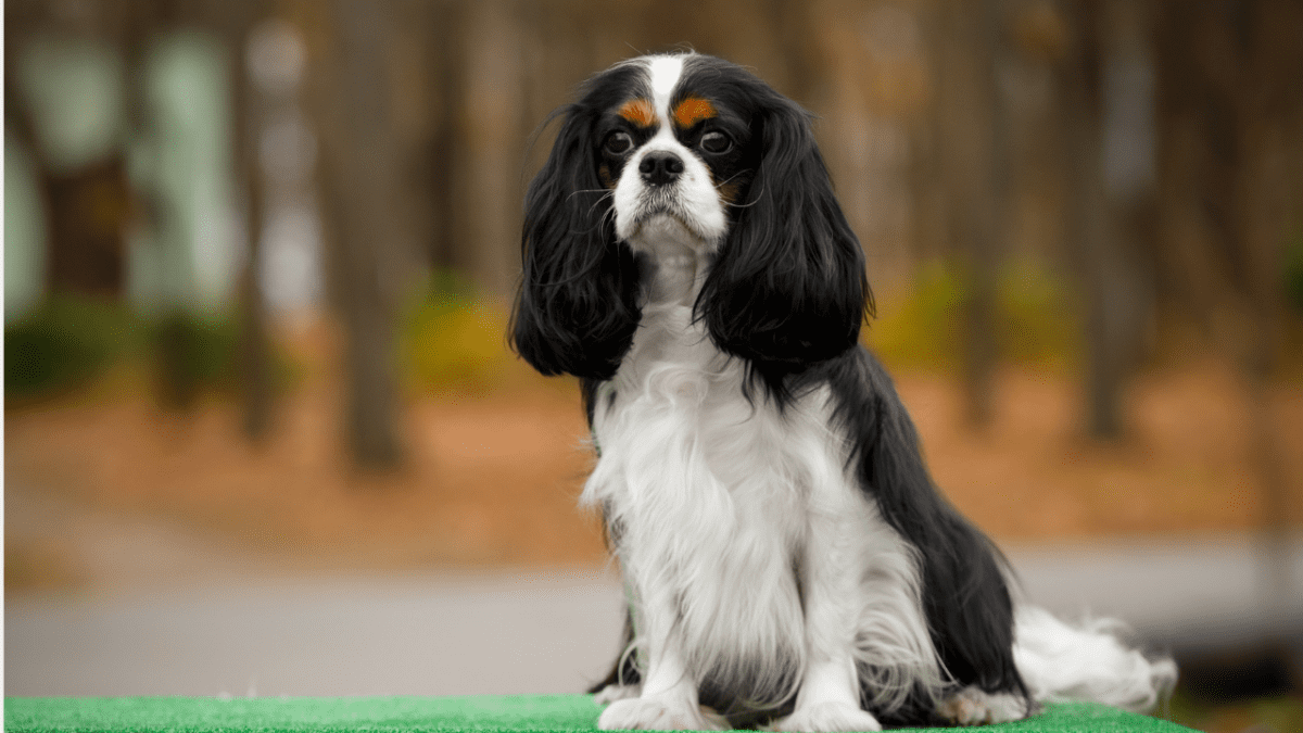 Cavalier King Charles Spaniels: Regal Lap Dogs with a Heart of Gold (and a Flowing Mane)
