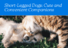 Beyond Adorable: 5 Short-Legged Dog Breeds for Every Lifestyle Beyond Adorable: Short-Legged Dog Breeds for Every Lifestyle