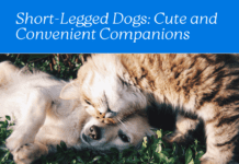 Beyond Adorable: 5 Short-Legged Dog Breeds for Every Lifestyle Beyond Adorable: Short-Legged Dog Breeds for Every Lifestyle