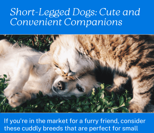Beyond Adorable: 5 Short-Legged Dog Breeds for Every Lifestyle Beyond Adorable: Short-Legged Dog Breeds for Every Lifestyle