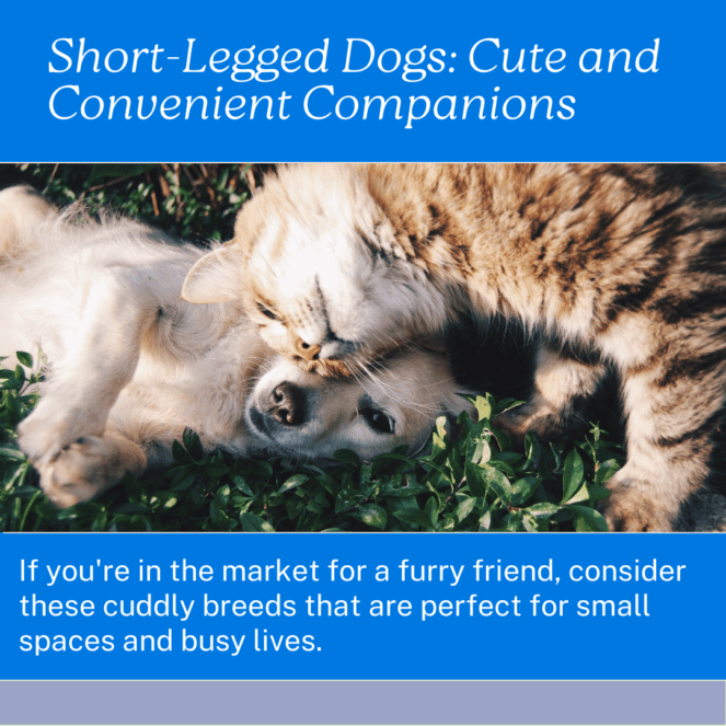 Beyond Adorable: Short-Legged Dog Breeds for Every Lifestyle