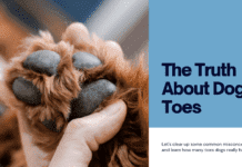 How Many Toes Do Dogs Have? Unveiling the Surprising Truth!” How Many Toes Do Dogs Have? Unveiling the Surprising Truth!"