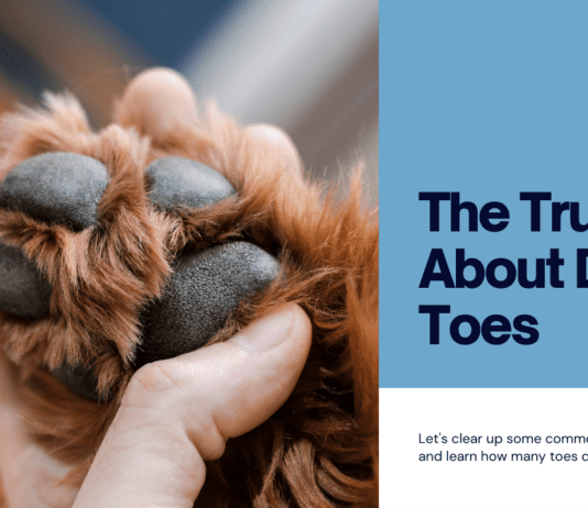 How Many Toes Do Dogs Have? Unveiling the Surprising Truth!” How Many Toes Do Dogs Have? Unveiling the Surprising Truth!"
